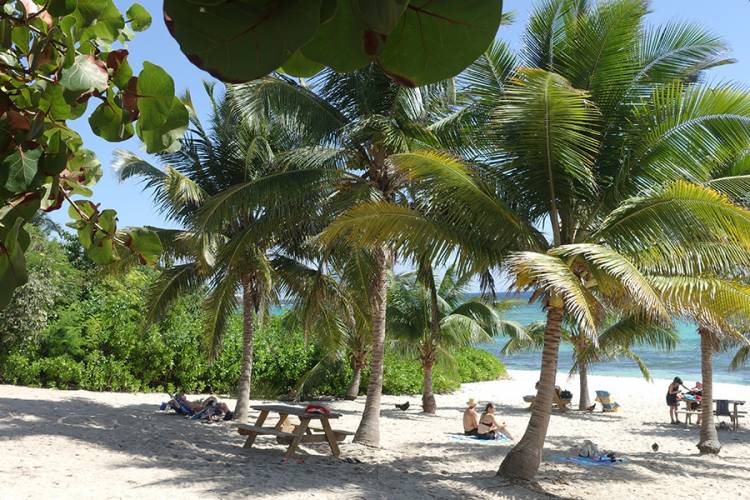 Encounter Authentic Cayman Life with This Local Tour Guide